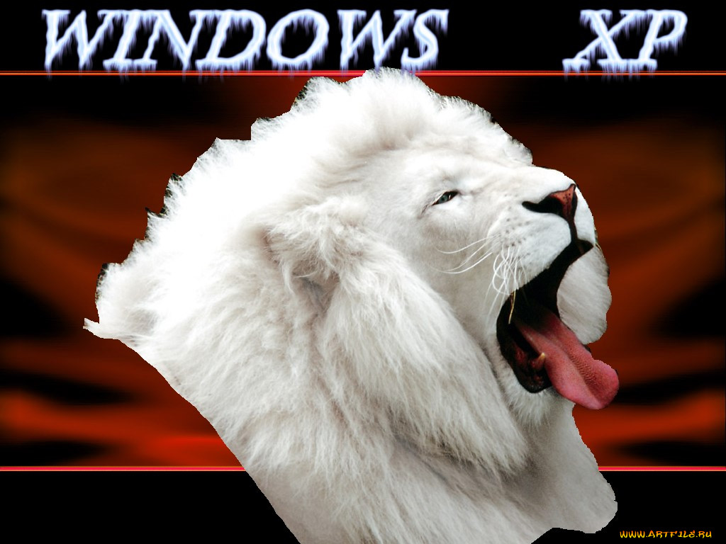 lion, , windows, xp